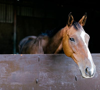 brown horse with head over stable door